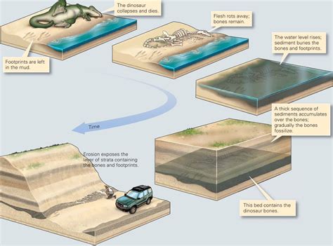 maturation fossilization.